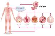 XellSmart Leads Global Breakthroughs in iPSC-Based Cell Therapie